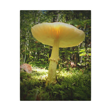 "Sunlight Through a Mushroom" - Inspirational Northern Ontario Nature Canvas Wall Art - Original Photography