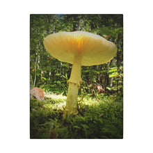 "Sunlight Through a Mushroom" - Inspirational Northern Ontario Nature Canvas Wall Art - Original Photography