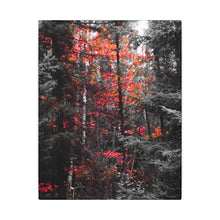 "Red Maple In The Pines" - Inspirational Northern Ontario Nature Canvas Wall Art - Original Photography