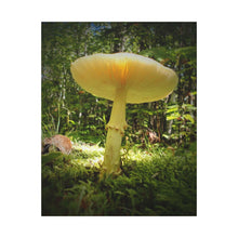 "Sunlight Through a Mushroom" - Inspirational Northern Ontario Nature Canvas Wall Art - Original Photography
