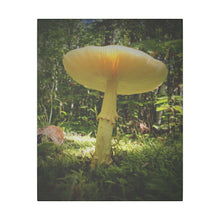 "Sunlight Through a Mushroom" - Inspirational Northern Ontario Nature Canvas Wall Art - Original Photography