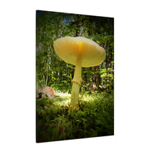 "Sunlight Through a Mushroom" - Inspirational Northern Ontario Nature Canvas Wall Art - Original Photography