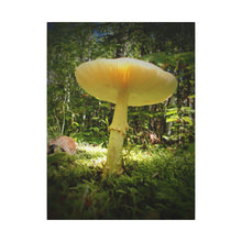 "Sunlight Through a Mushroom" - Inspirational Northern Ontario Nature Canvas Wall Art - Original Photography