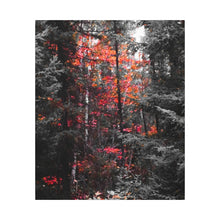 "Red Maple In The Pines" - Inspirational Northern Ontario Nature Canvas Wall Art - Original Photography