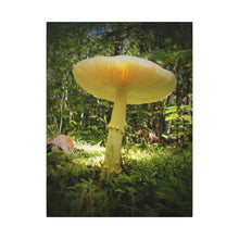"Sunlight Through a Mushroom" - Inspirational Northern Ontario Nature Canvas Wall Art - Original Photography
