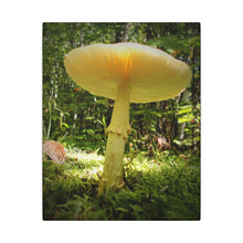 "Sunlight Through a Mushroom" - Inspirational Northern Ontario Nature Canvas Wall Art - Original Photography