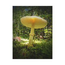 "Sunlight Through a Mushroom" - Inspirational Northern Ontario Nature Canvas Wall Art - Original Photography