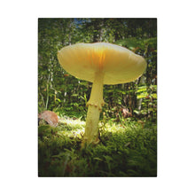 "Sunlight Through a Mushroom" - Inspirational Northern Ontario Nature Canvas Wall Art - Original Photography
