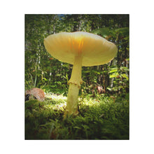 "Sunlight Through a Mushroom" - Inspirational Northern Ontario Nature Canvas Wall Art - Original Photography