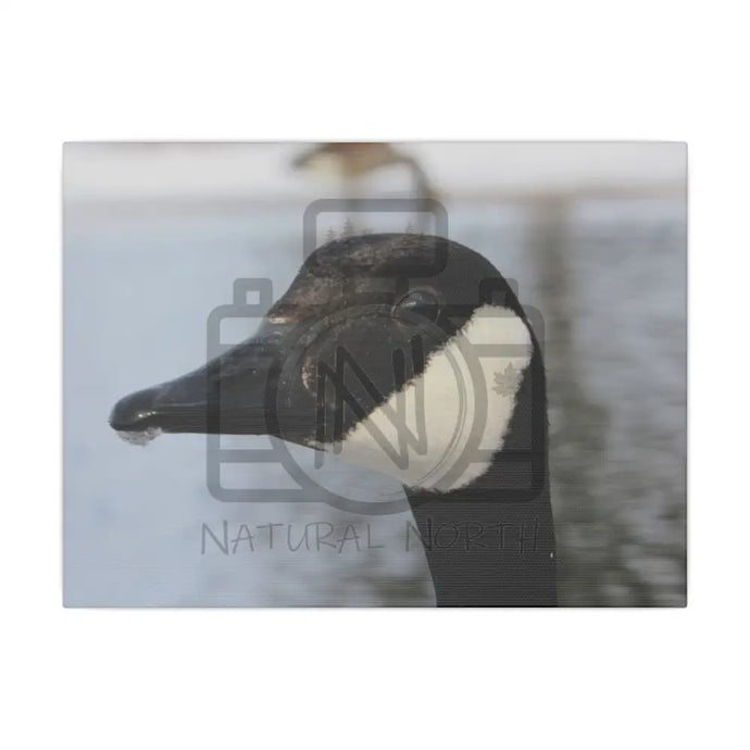 ’A Goosey Stare’ On Matte Canvas Stretched 0.75’’ 12’’ X 9’’ (Horizontal) /