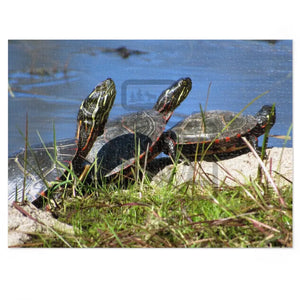 ’Basking Painted Turtles’ Jigsaw Puzzle (30 110 252 500 1000-Piece) 20.5’’ × 15’’ (500 Pcs)