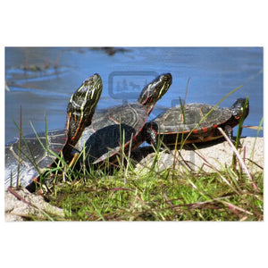 ’Basking Painted Turtles’ Jigsaw Puzzle (30 110 252 500 1000-Piece) 29.25’’ × 19.75’’ (1000 Pcs)