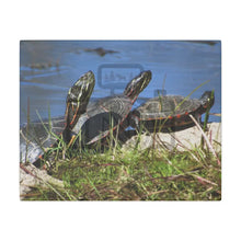 ’Basking Painted Turtles’ Matte Canvas Stretched 0.75’’ 10’’ X 8’’ (Horizontal) /