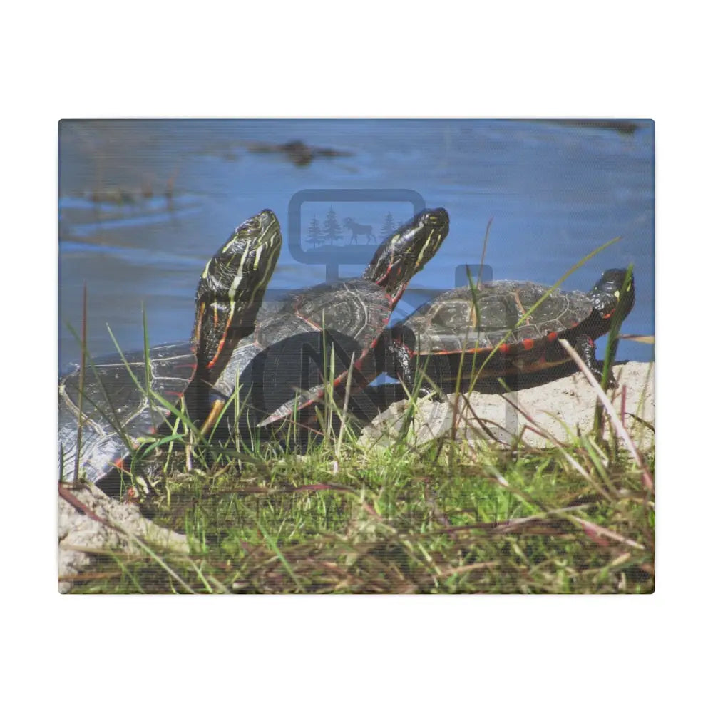’Basking Painted Turtles’ Matte Canvas Stretched 0.75’’ 10’’ X 8’’ (Horizontal) /