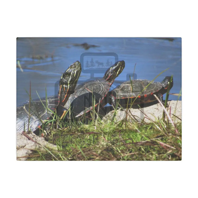 ’Basking Painted Turtles’ Matte Canvas Stretched 0.75’’ 12’’ X 9’’ (Horizontal) /