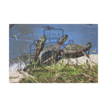 ’Basking Painted Turtles’ Matte Canvas Stretched 0.75’’ 18″ X 12″ (Horizontal) /