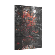 ’Red Maple In The Pines’ On Matte Canvas Stretched 0.75’’