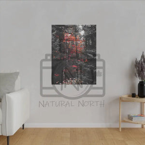 ’Red Maple In The Pines’ On Matte Canvas Stretched 0.75’’