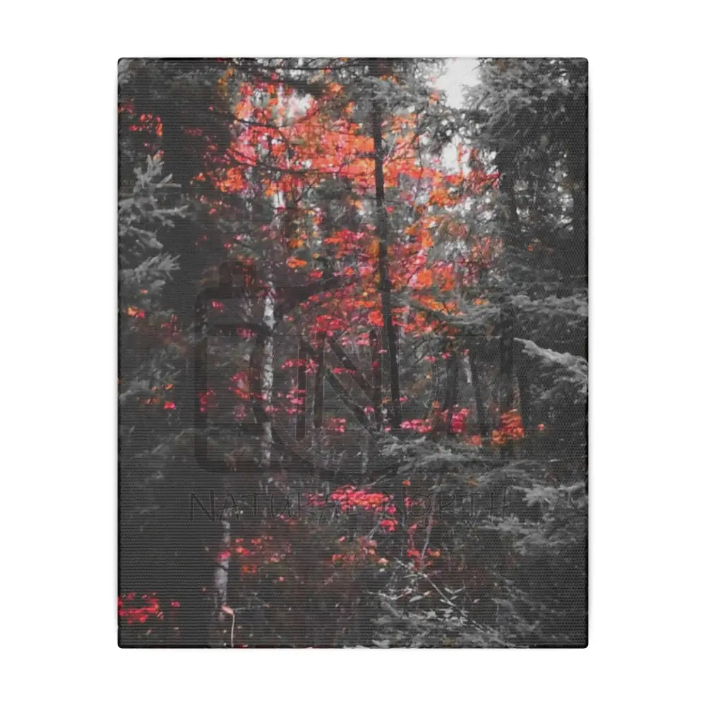 ’Red Maple In The Pines’ On Matte Canvas Stretched 0.75’’ 8″ X 10″ (Vertical) /