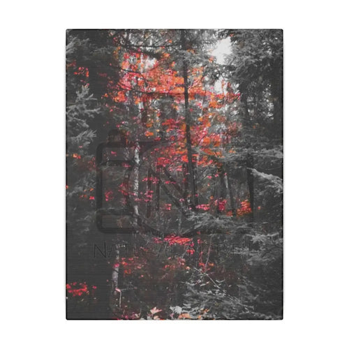 ’Red Maple In The Pines’ On Matte Canvas Stretched 0.75’’ 9’’ X 12’’ (Vertical) /