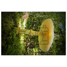 ’Sunlight Through A Mushroom’ Jigsaw Puzzle (30 110 252 500 1000-Piece) 29.25’’ × 19.75’’ (1000 Pcs)