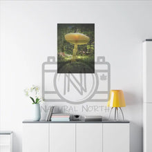 ’Sunlight Through A Mushroom’ Matte Canvas Stretched 0.75’’